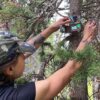 Western student Chloe Beaupré adjusts a trail camera on a tree.