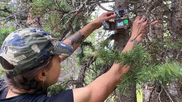 Western student Chloe Beaupré adjusts a trail camera on a tree.